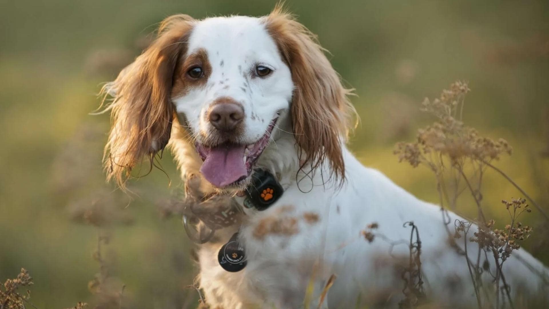 Cocker Spaniel Pitbull Mix (Pit Spaniel Mix) Complete Guide