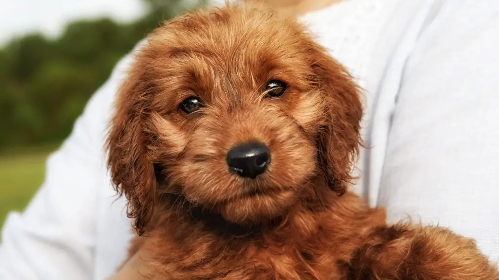 Red Goldendoodle