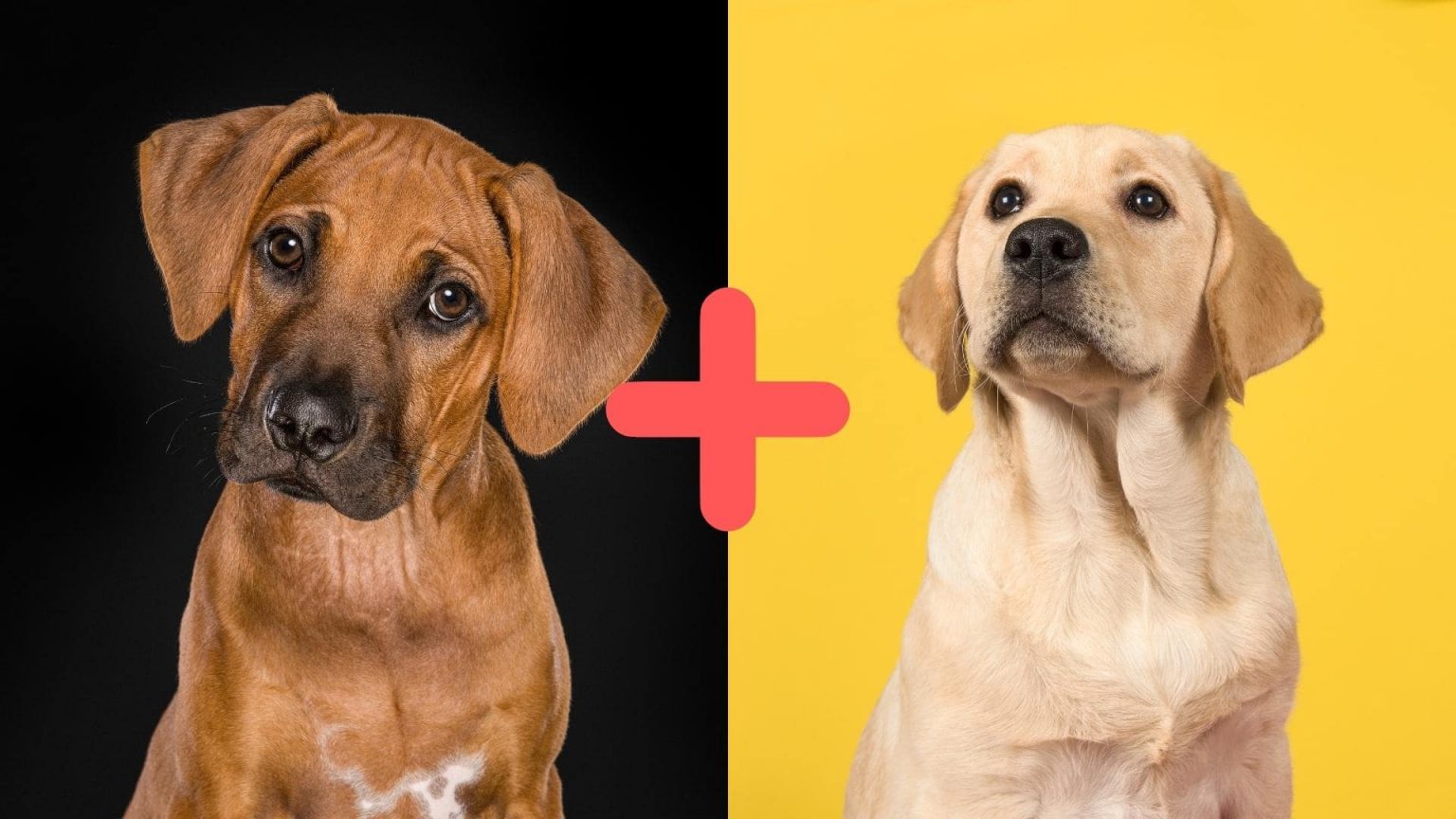 Rhodesian Ridgeback Lab Mix (AKA The Rhodesian Labrador)