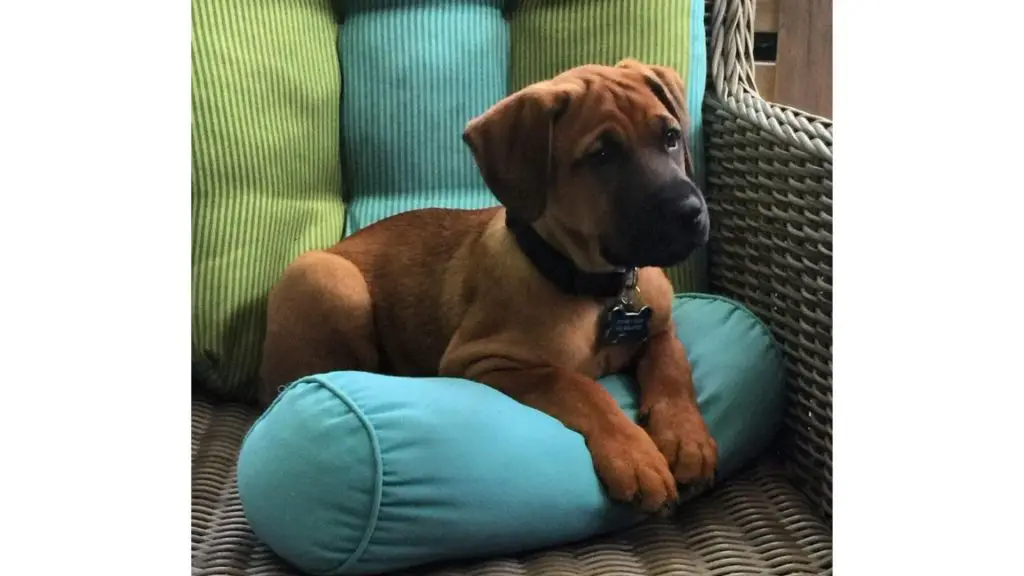 Rhodesian Ridgeback boerboel mix