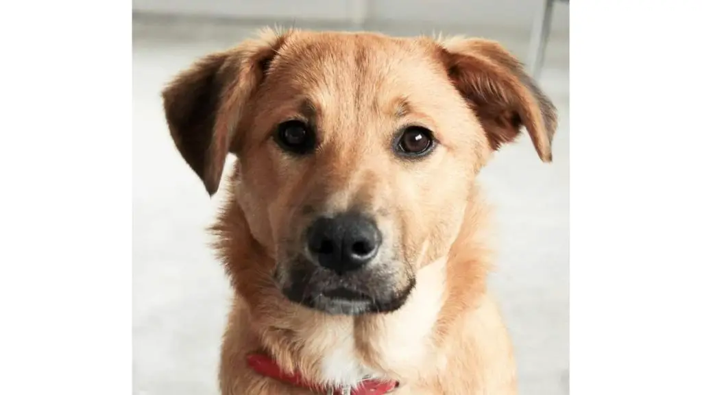 Rhodesian Ridgeback border collie mix