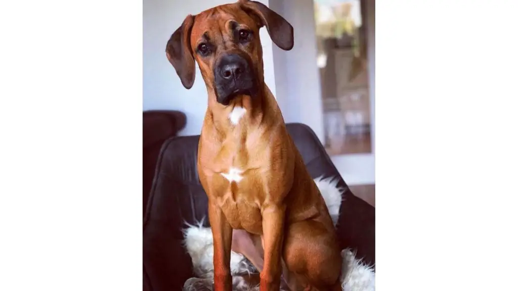 Rhodesian Ridgeback boxer mix