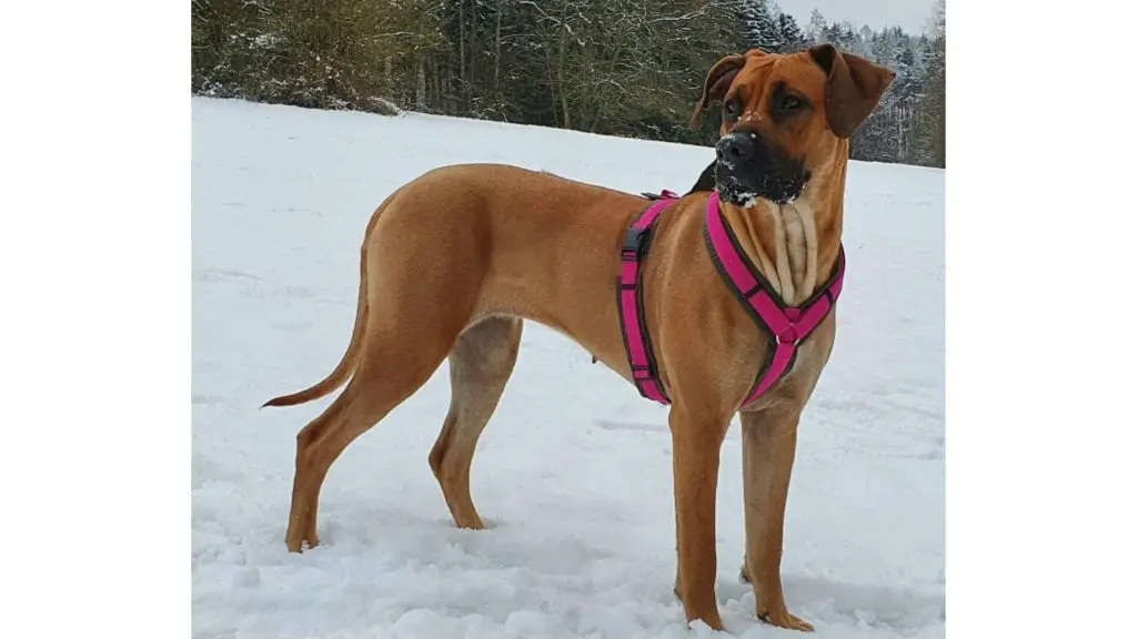 Rhodesian Ridgeback cane corso mix