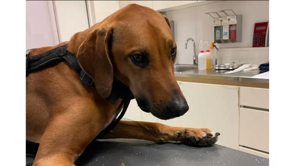 Rhodesian Ridgeback coonhound mix