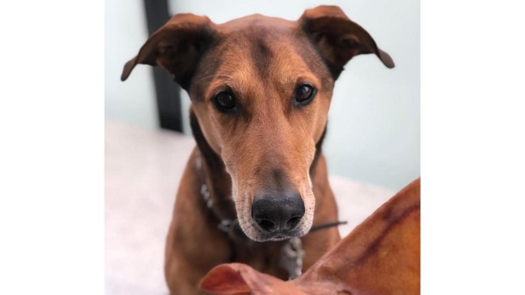 Rhodesian Ridgeback doberman mix