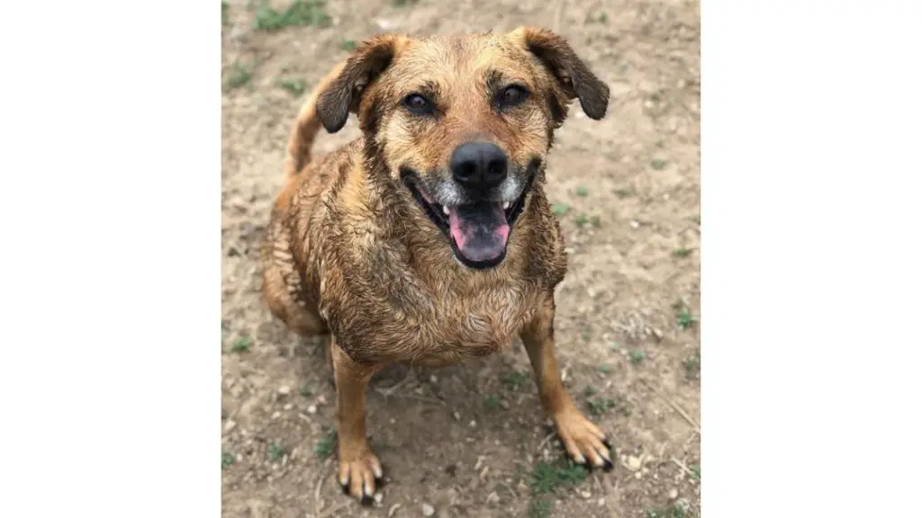 Rhodesian Ridgeback german shepherd mix