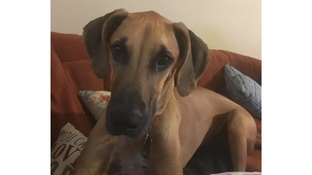 Rhodesian Ridgeback great dane mix