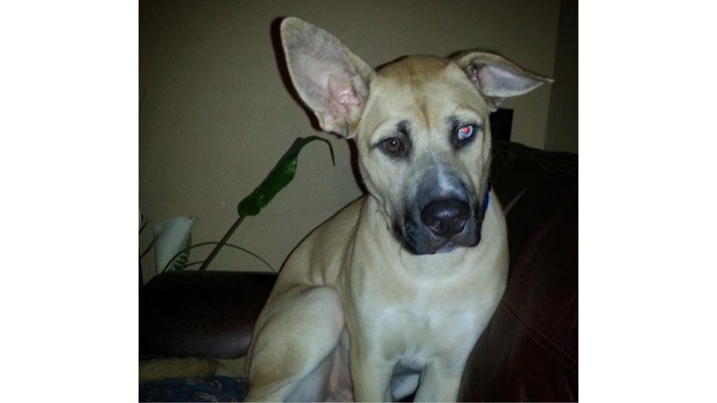 Rhodesian Ridgeback husky mix