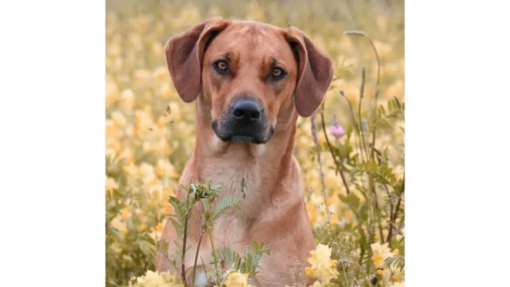 Rhodesian Ridgeback lab mix