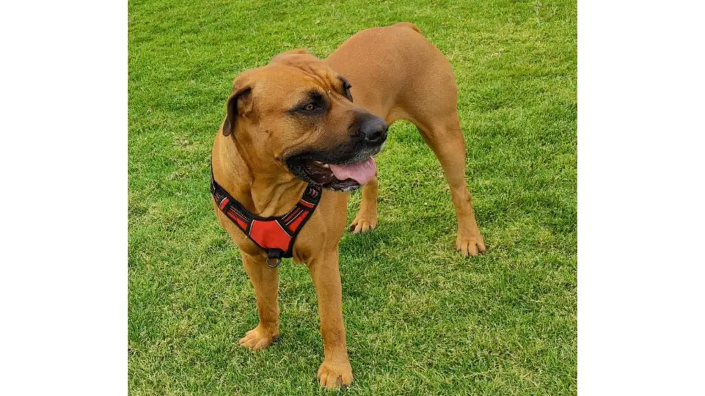 Rhodesian Ridgeback mastiff mix