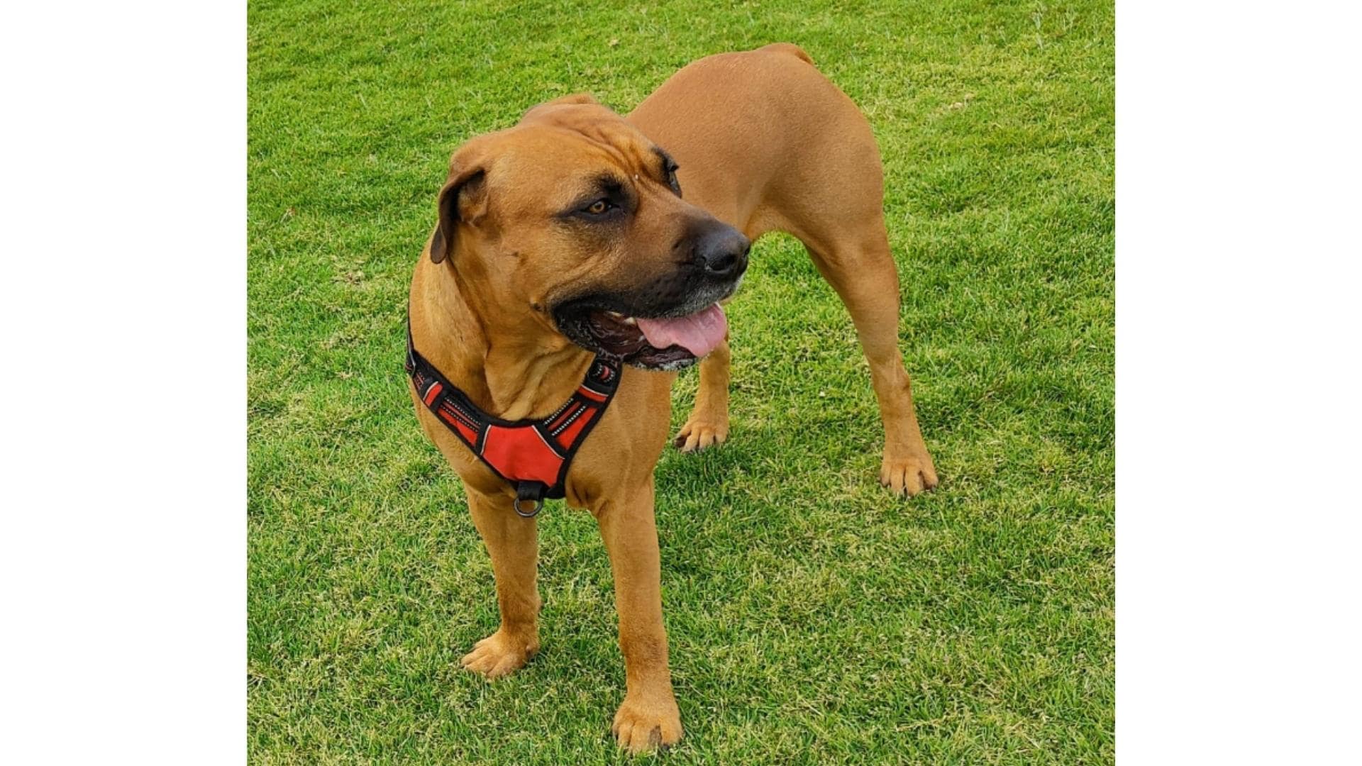 15 Most Popular Rhodesian Ridgeback Mixes (With Pictures!)