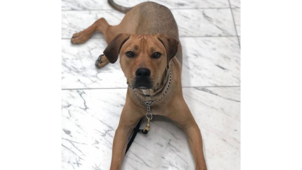 Rhodesian Ridgeback pitbull mix