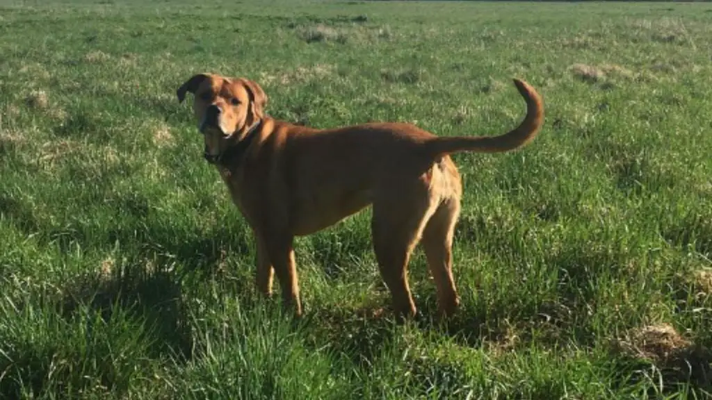 Rhodesian Ridgeback rottweiler mix