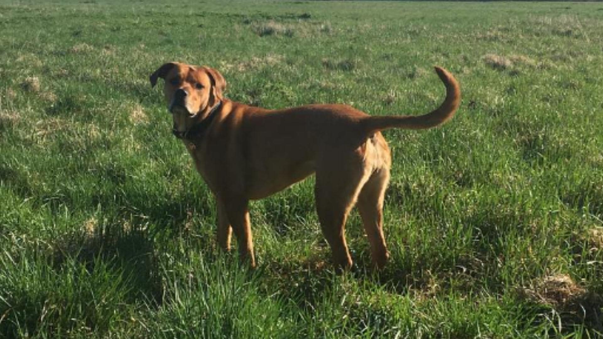 15 Most Popular Rhodesian Ridgeback Mixes (With Pictures!)