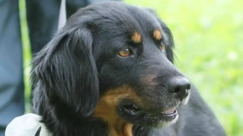 Rottweiler Cocker Spaniel Mix