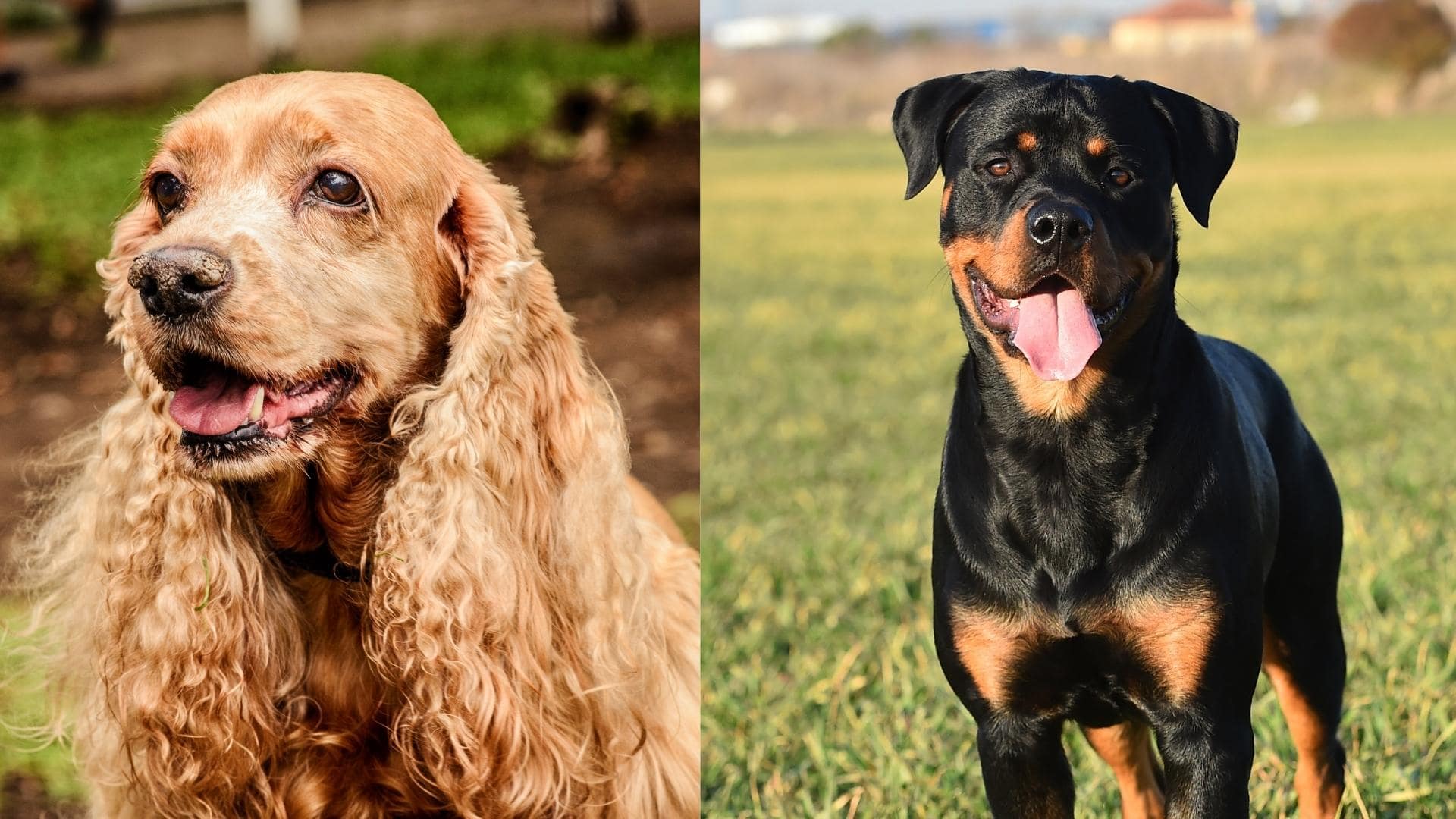 Rottweiler Cocker Spaniel Mix