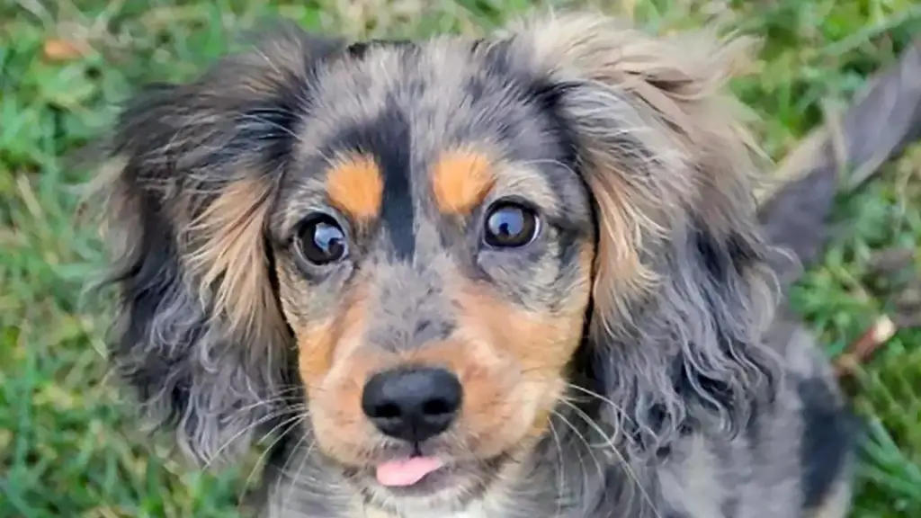 Rottweiler Cocker Spaniel Mix puppy