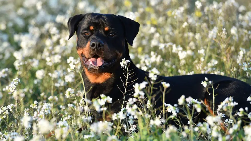 Rottweiler history