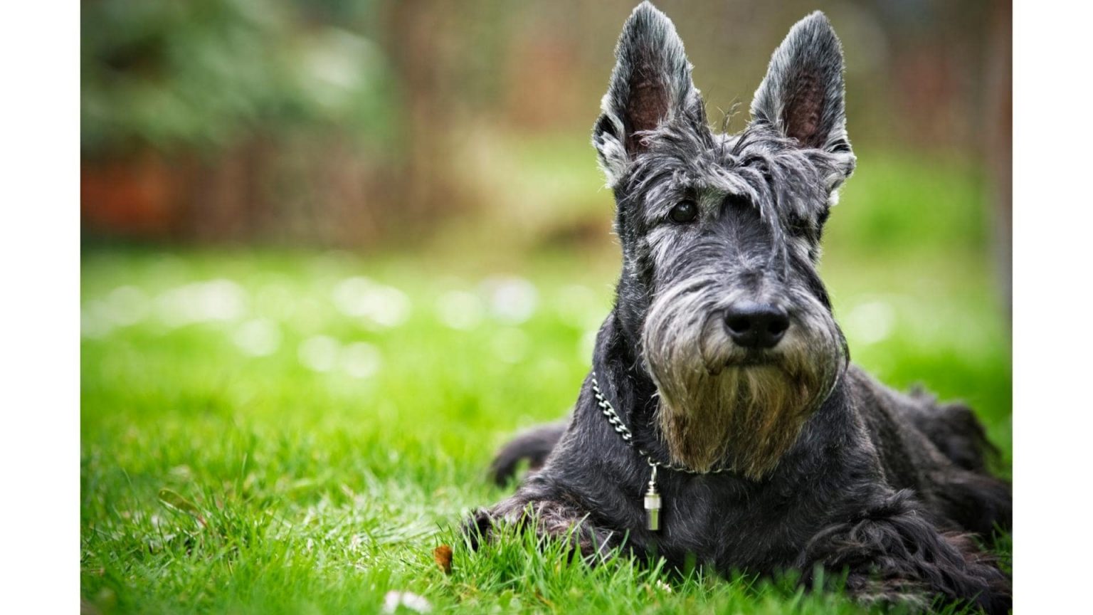 11+ Small Dogs With Wiry Hair (With Pictures)