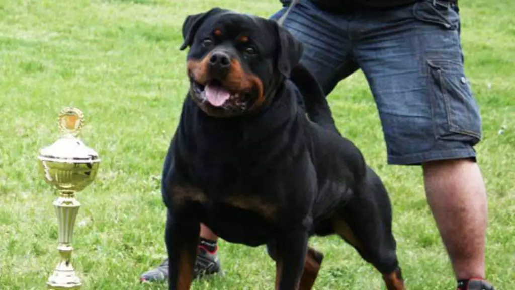 Serbian Rottweiler