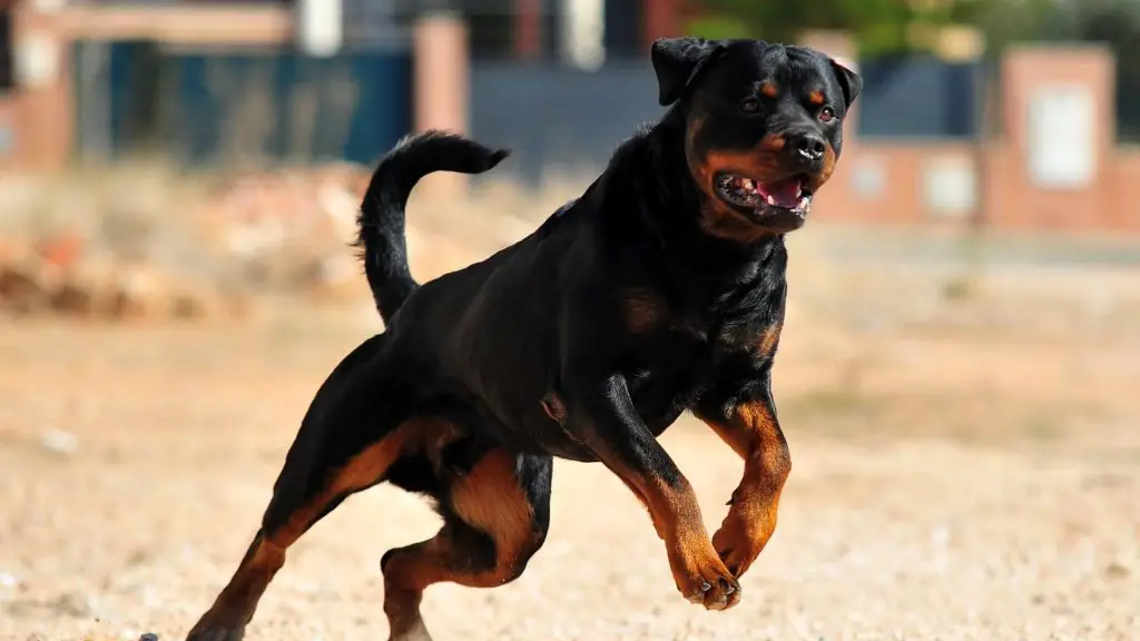 Serbian Rottweiler