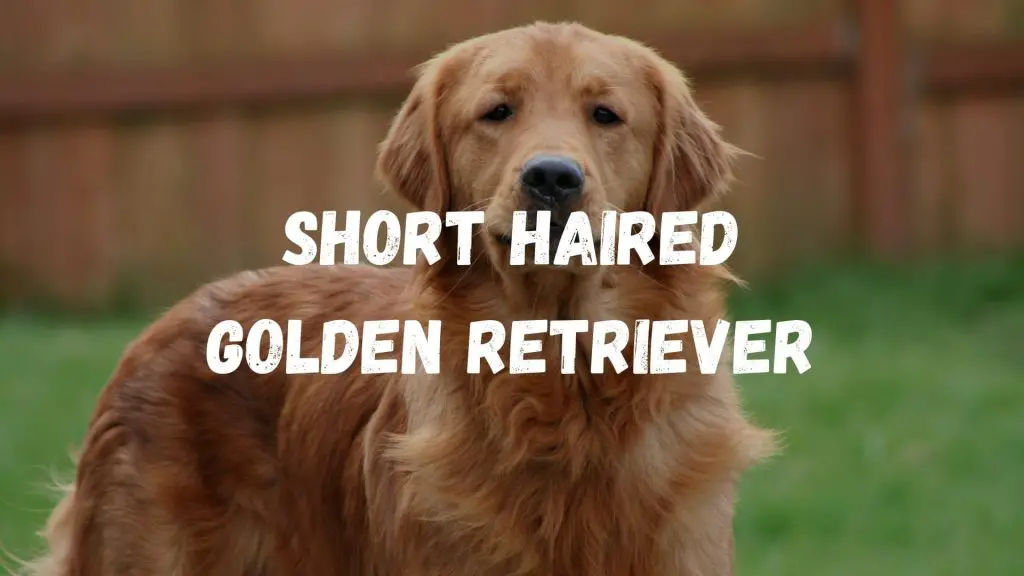 Short Haired Golden Retriever