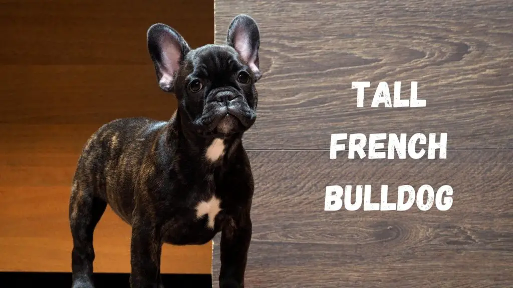 tall-french-bulldog-the-truth-behind-long-legged-frenchies