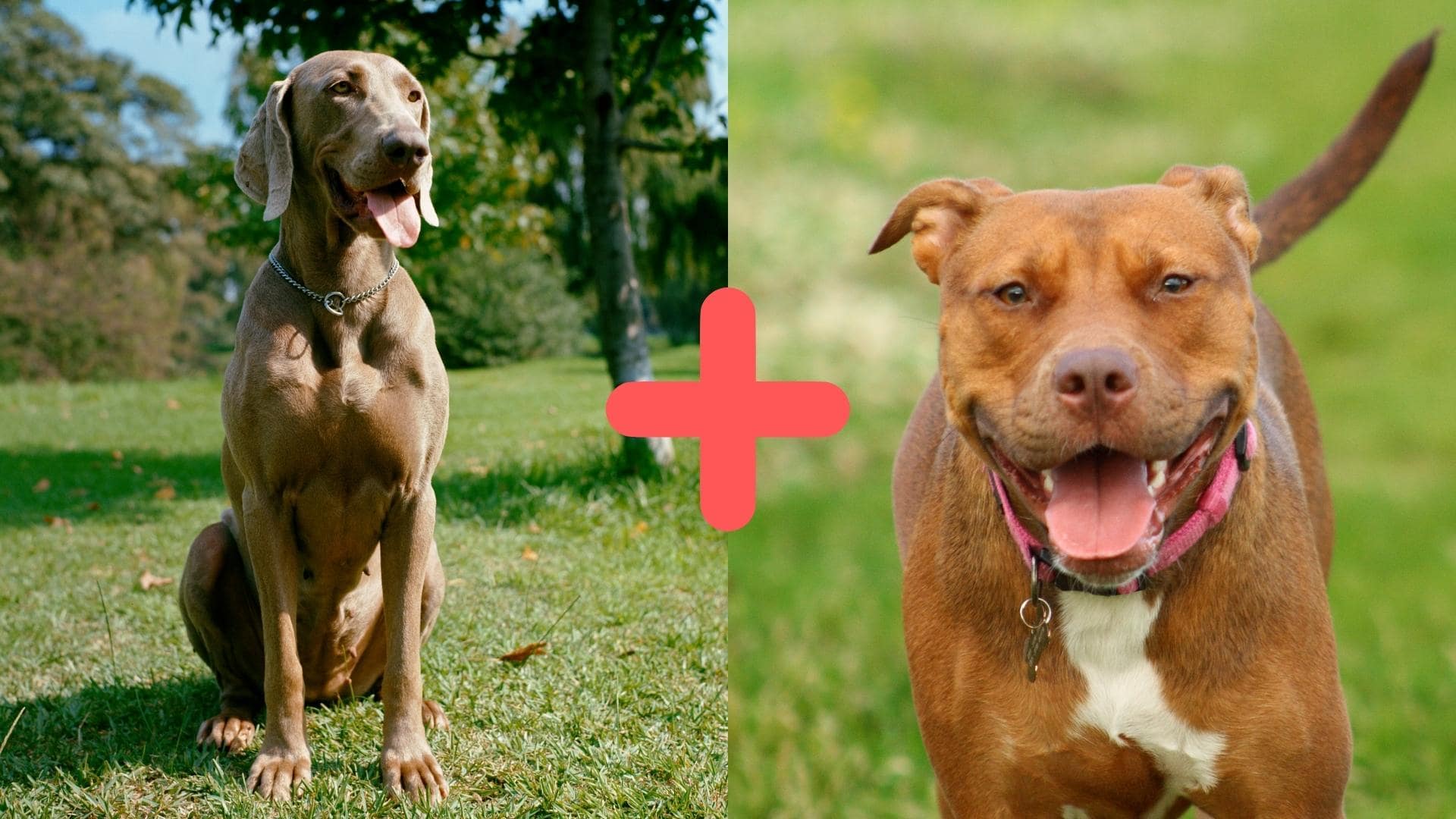 Weimaraner Pitbull Mix