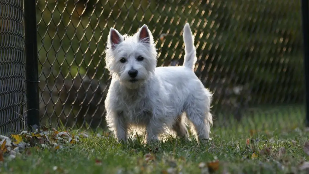 West Highland White Terrier