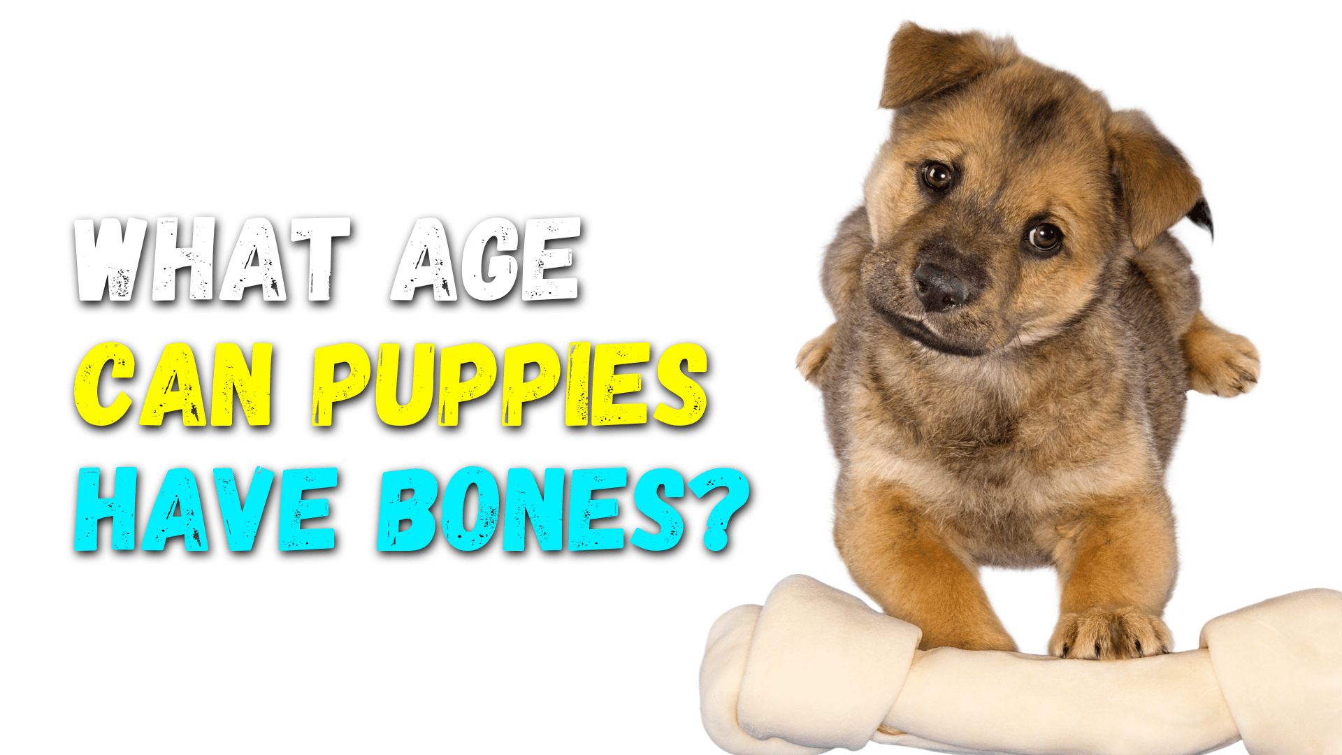 what-age-can-i-give-my-puppy-a-bone-safety-tips-options