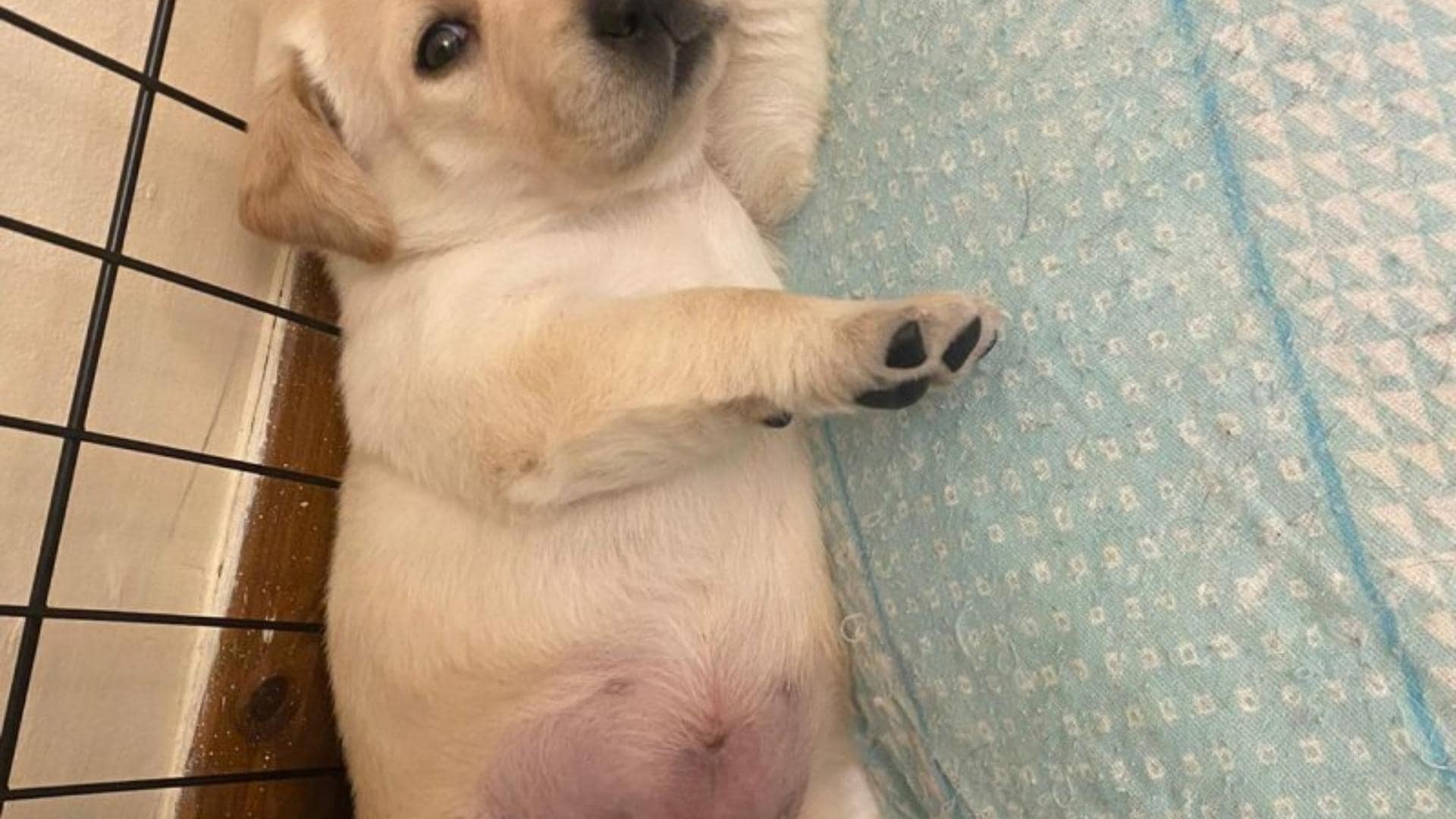 What Does A Normal Puppy Belly Look Like Normal Vs Big Belly