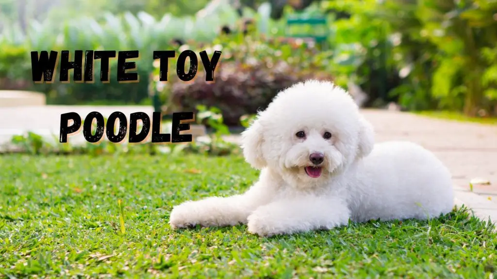 White Toy Poodle