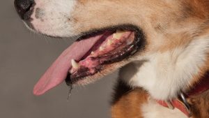 Why Are My Dog's Lips Turning Pink? 10 Causes & How To Fix It