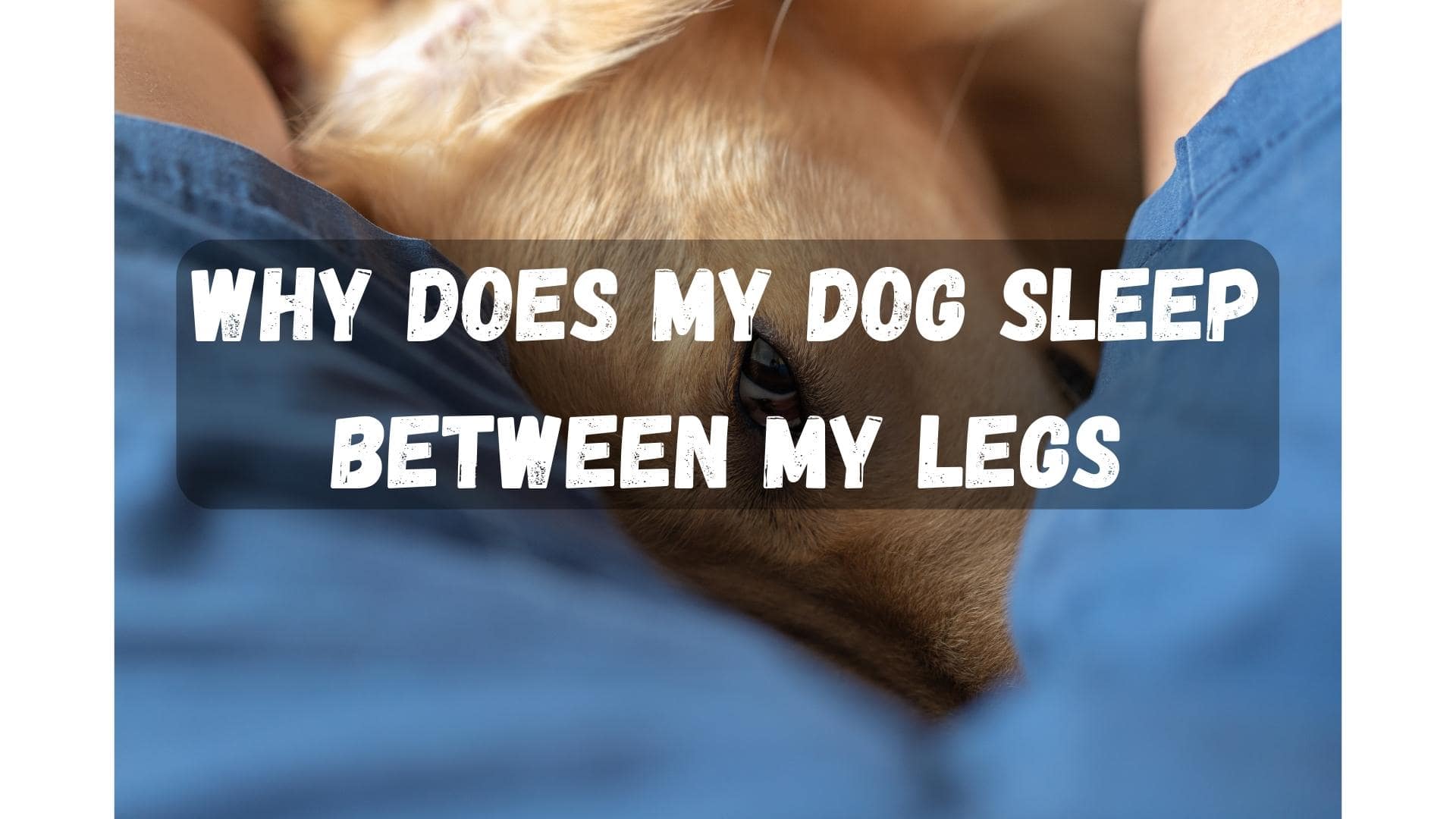 Why Does My Dog Sleep Between My Legs? (Fully Explained!)