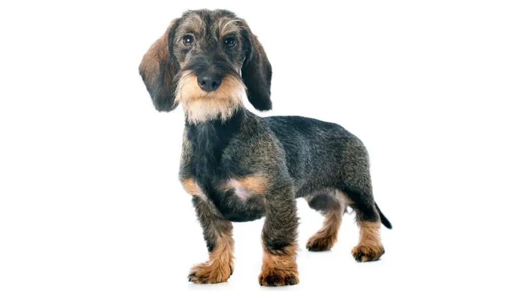 Wire-Haired Dachshund