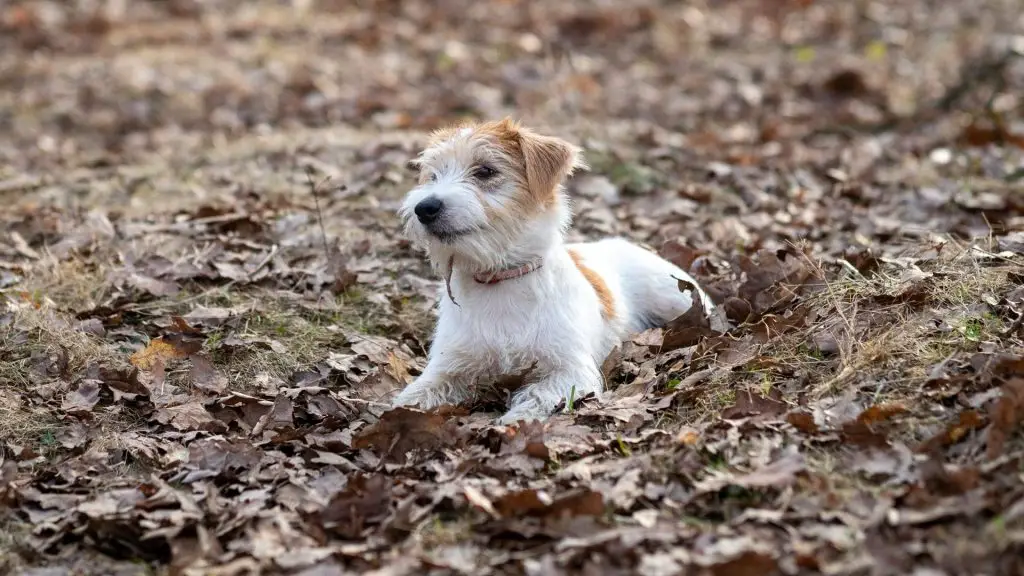 Wire-Haired Jack Russell