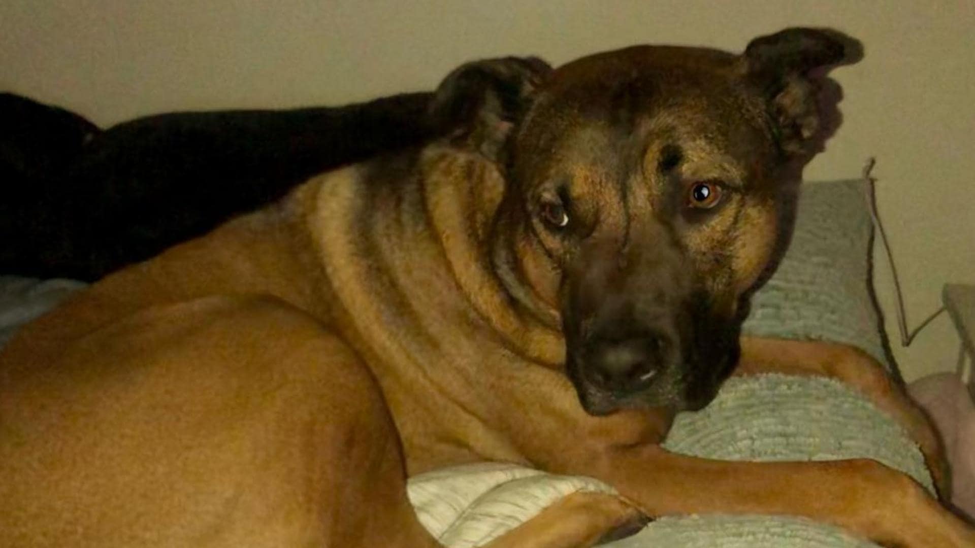 Belgian Malinois Pitbull Mix Aka The Belgian Pitbull Full Guide