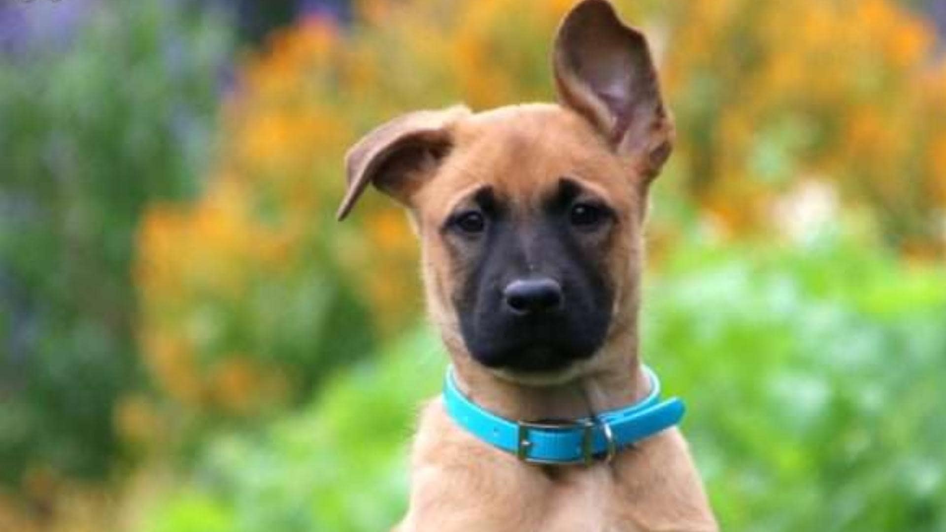 Belgian Malinois Pitbull Mix (AKA The Belgian Pitbull) Full Guide
