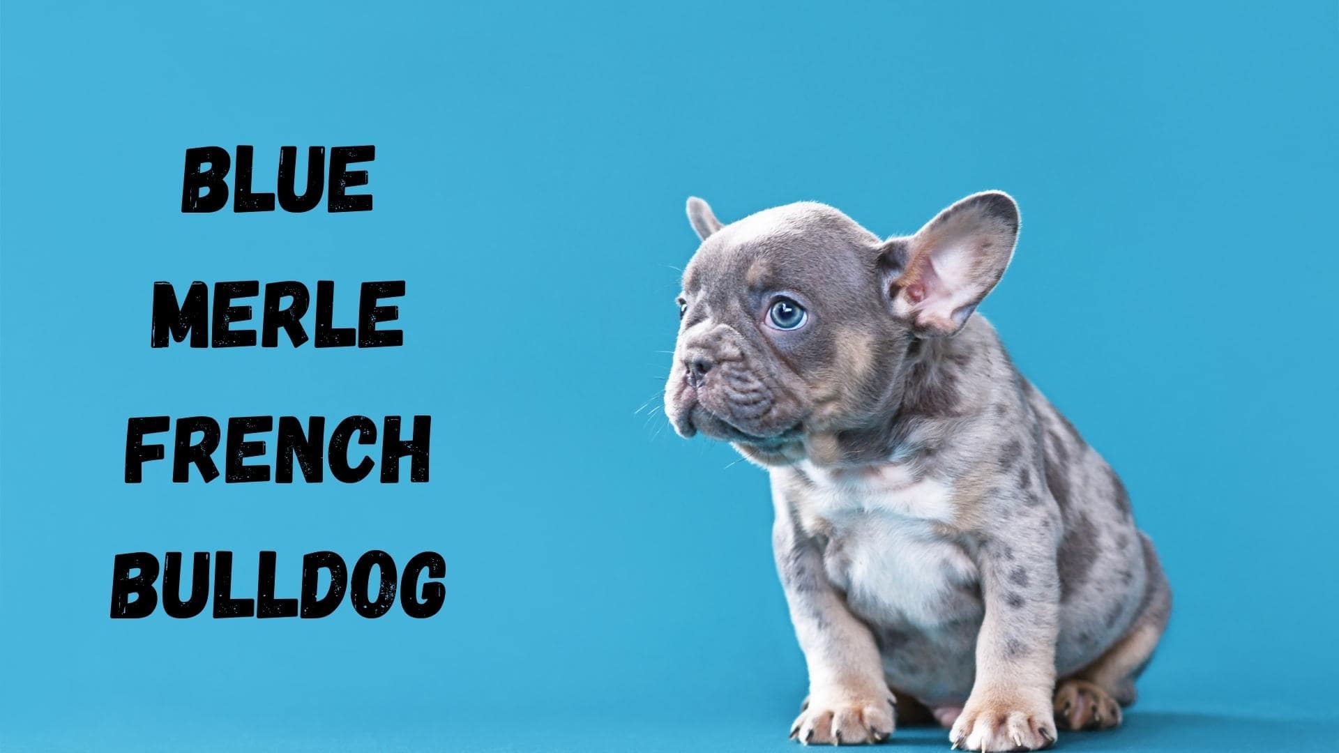 Blue Merle French Bulldog: Everything You Need To Know