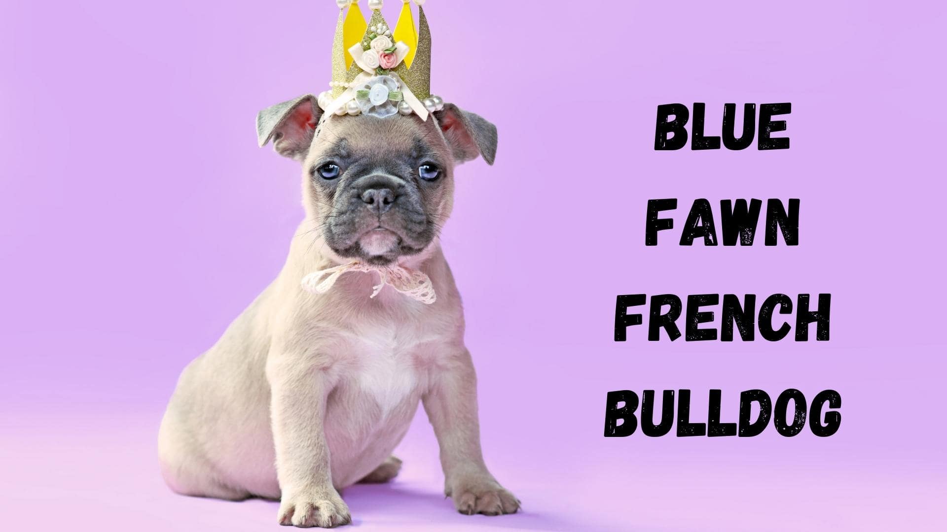 blue fawn french bulldog