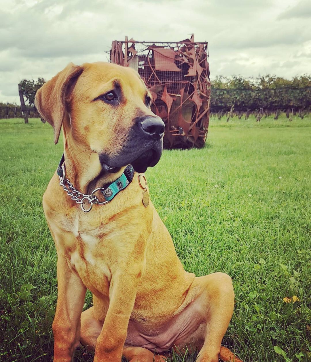 Belgian Malinois Pitbull Mix (AKA The Belgian Pitbull) Full Guide