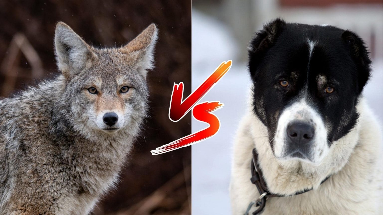 What Dog Can Kill A Coyote? (17 Capable Dogs & Probabilities)