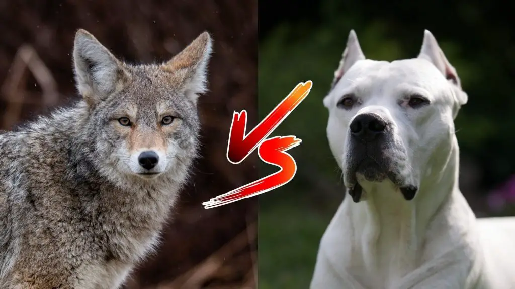 can a Dogo Argentino kill a coyote