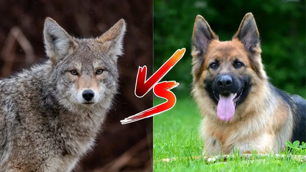 can a German Shepherd kill a coyote