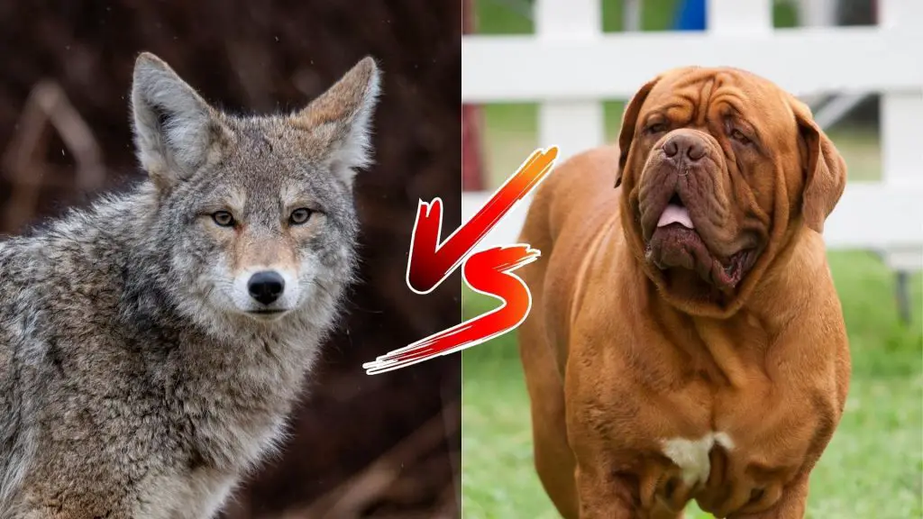 can a Mastiff kill a coyote