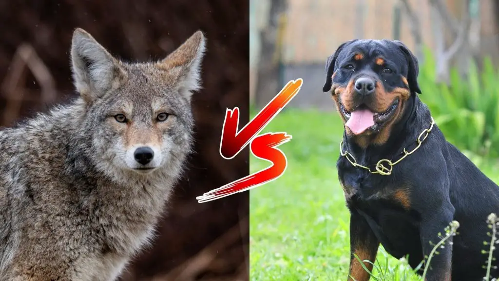 can a Rottweiler kill a coyote