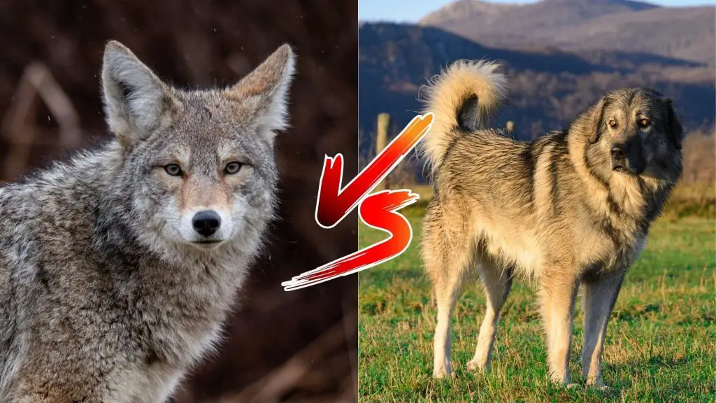 can a Sarplaninac kill a coyote