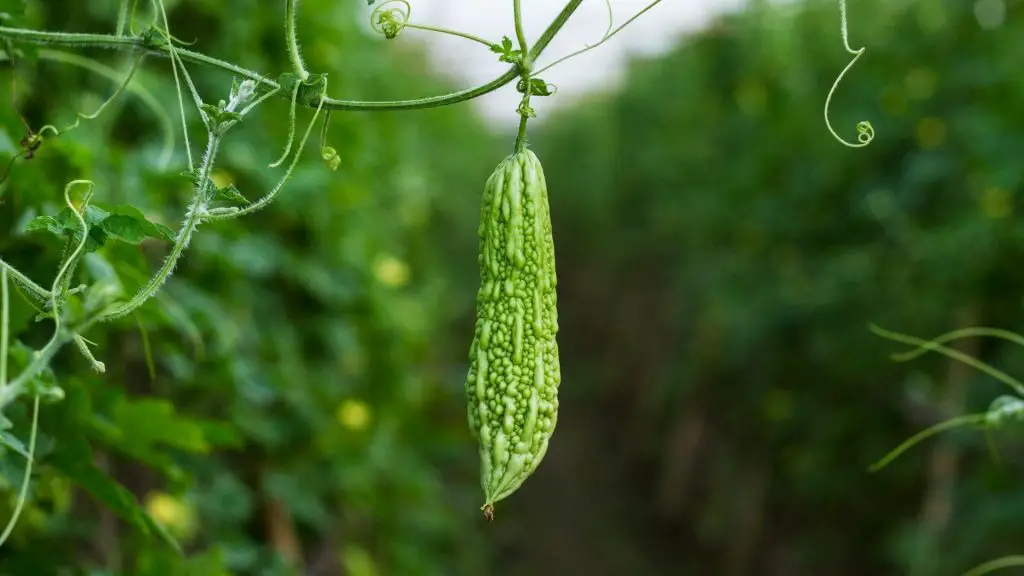 can dogs eat bitter melon