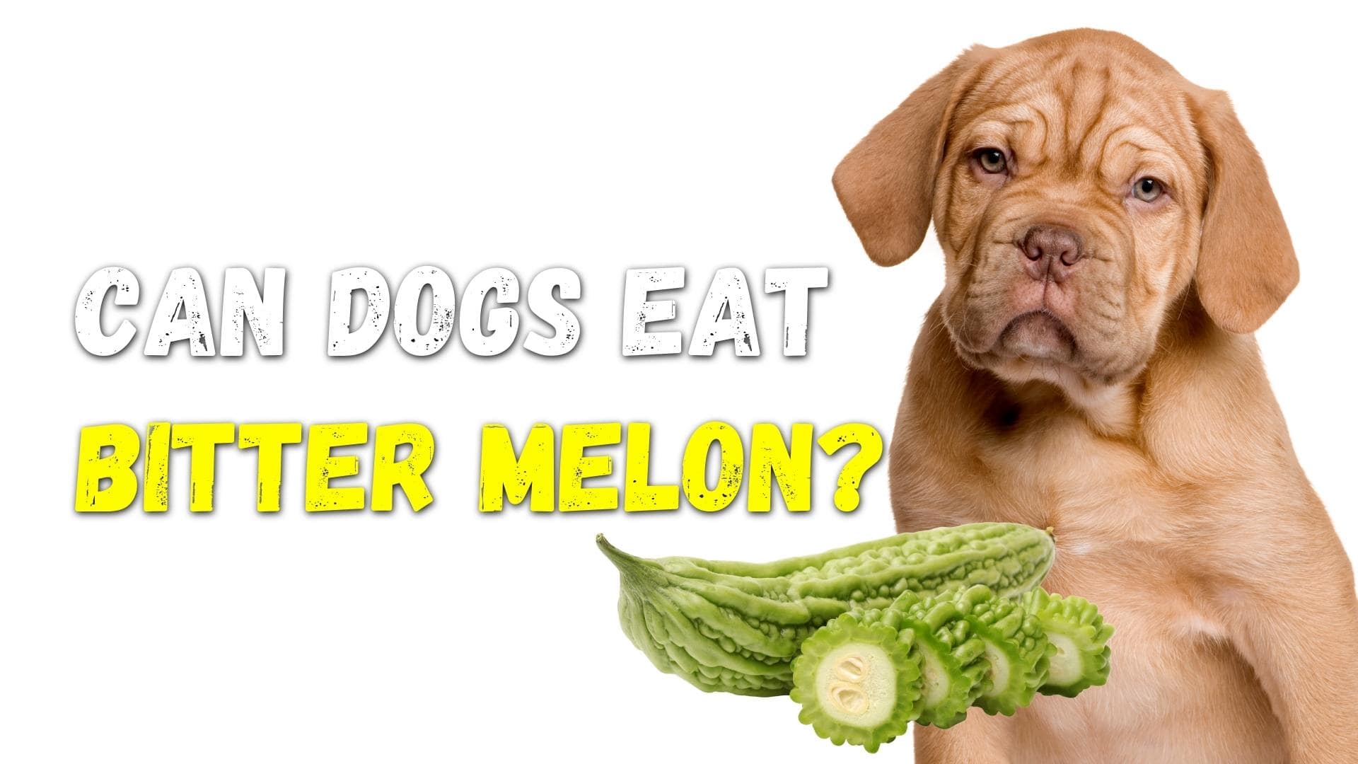 can-dogs-eat-bitter-melon-benefits-risks-vet-answers