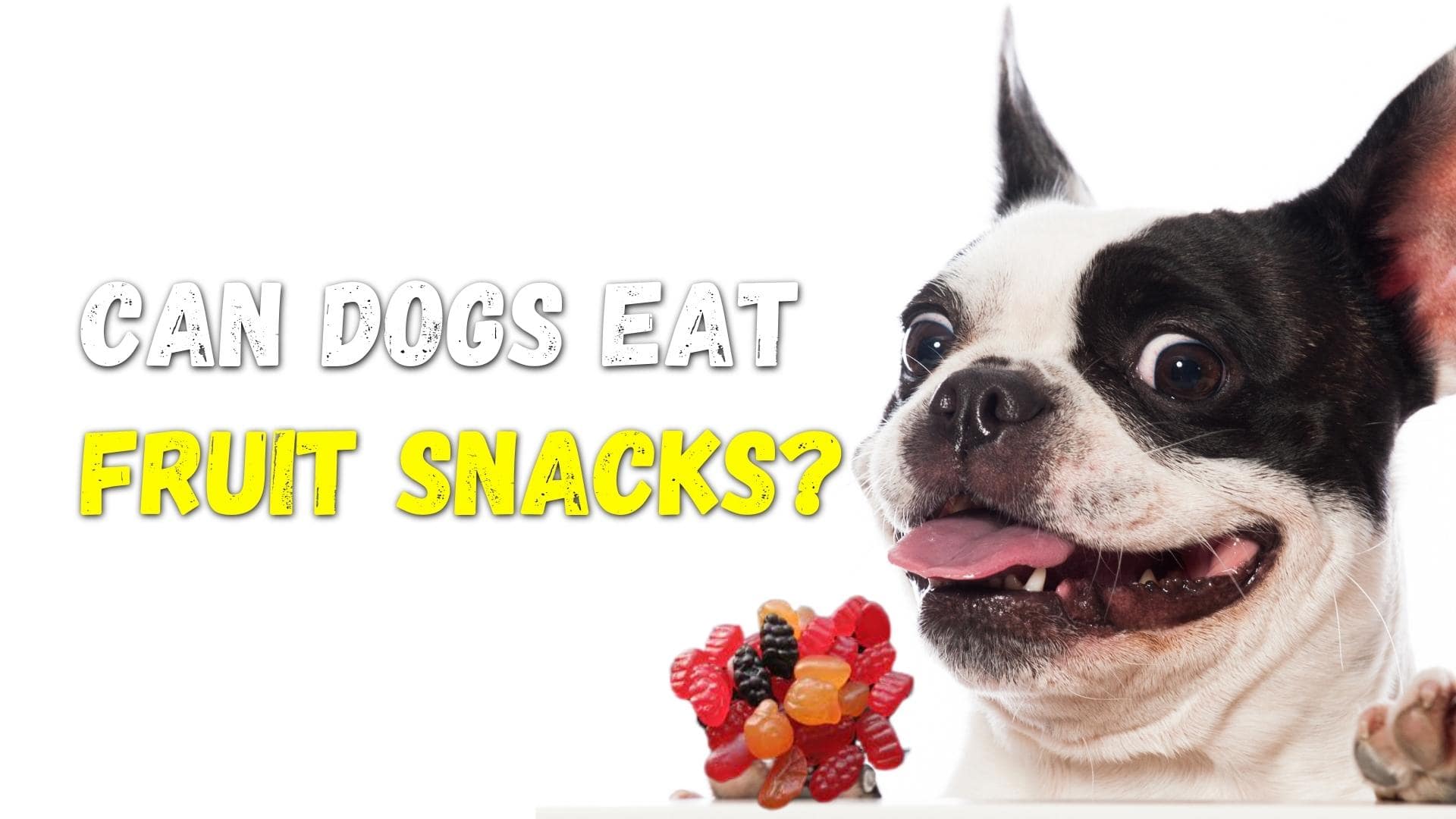 Can Dogs Eat Fruit Snacks? (Incl. Motts & Welch’s Fruit Snacks)